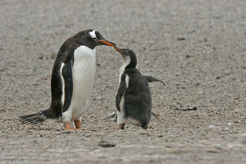 Gentoo Penguin, pigmentation, eats