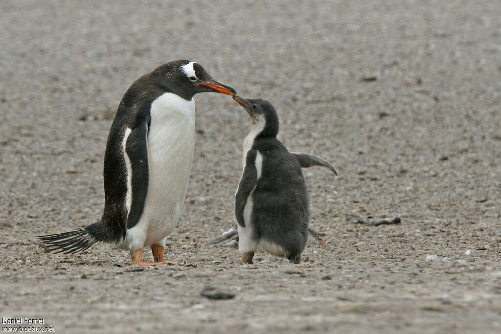 Gentoo Penguin, pigmentation, eats