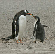 Gentoo Penguin