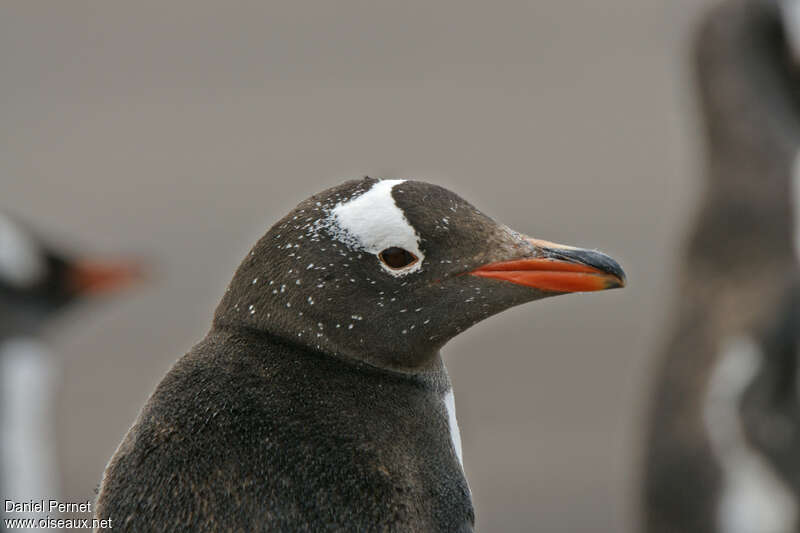 Gentoo Penguinadult, close-up portrait