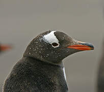 Gentoo Penguin