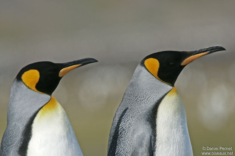 King Penguinadult, courting display