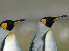 King Penguin