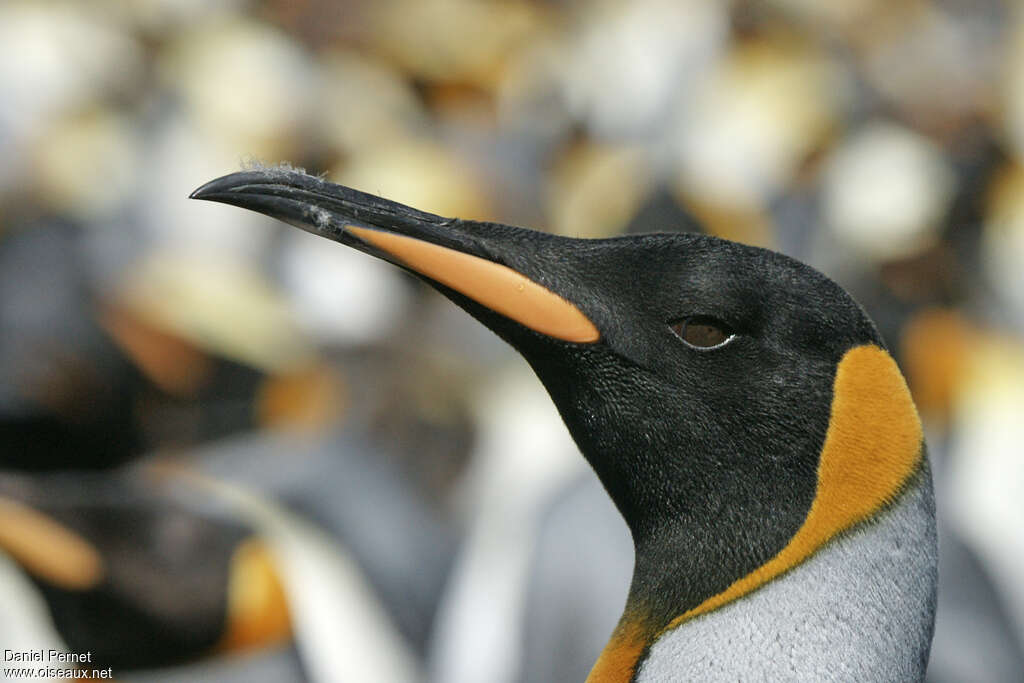 King Penguinadult, close-up portrait