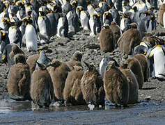 King Penguin