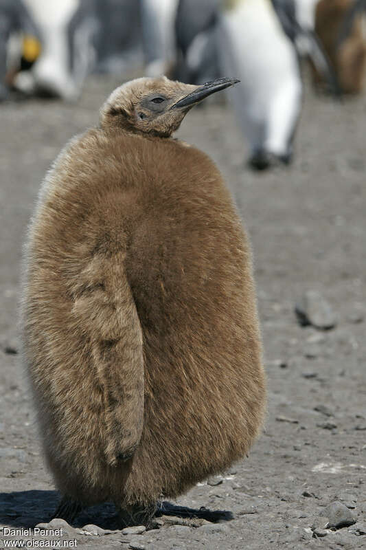 King PenguinPoussin, identification