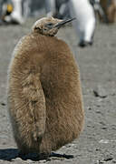 King Penguin