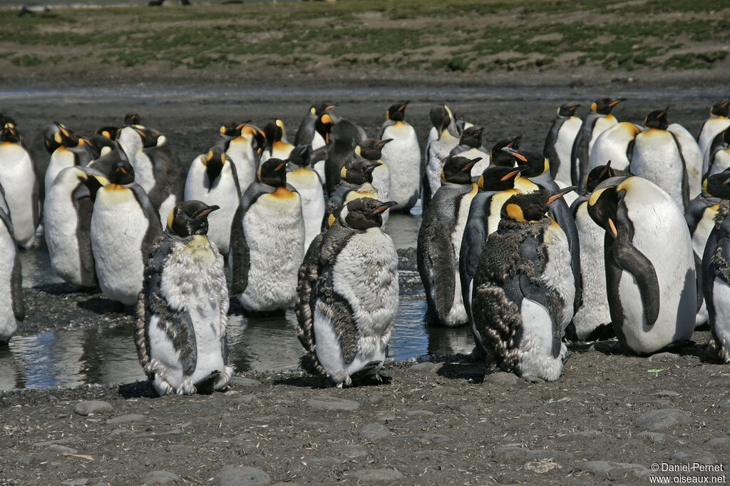 King Penguin