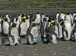 King Penguin