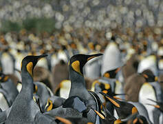 King Penguin