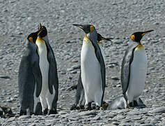 King Penguin