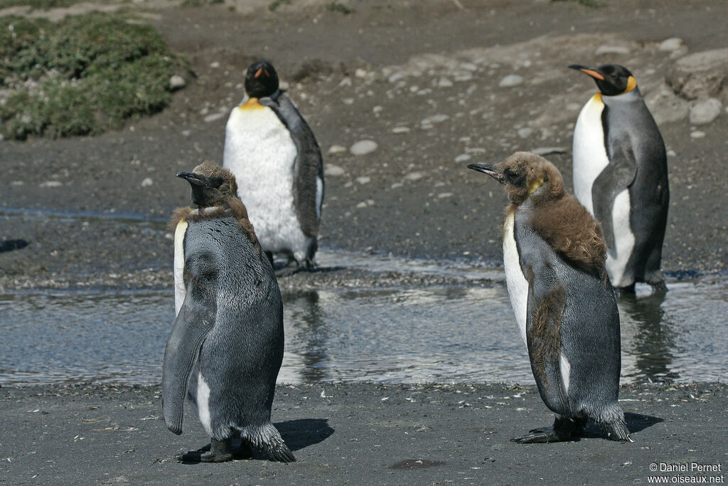 King Penguin