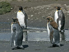 King Penguin