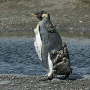 King Penguin