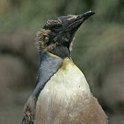 King Penguin