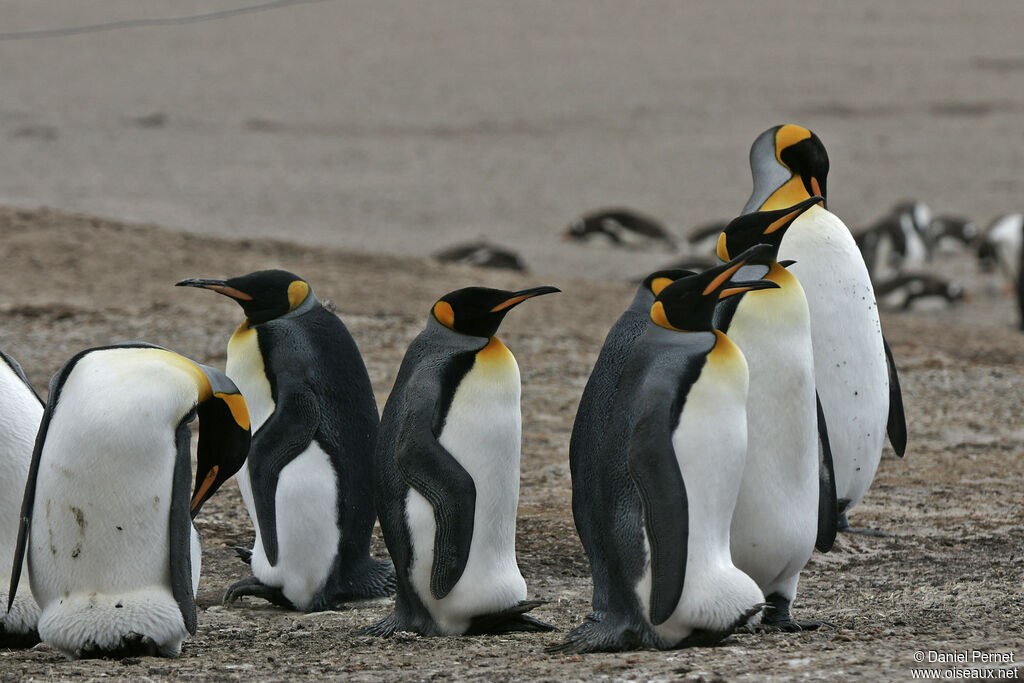 King Penguin