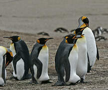 King Penguin