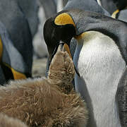 King Penguin