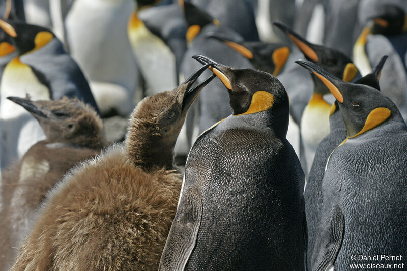 King Penguin, eats
