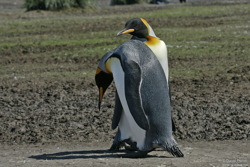 King Penguinadult, courting display