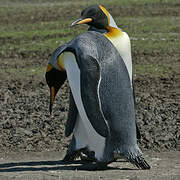 King Penguin