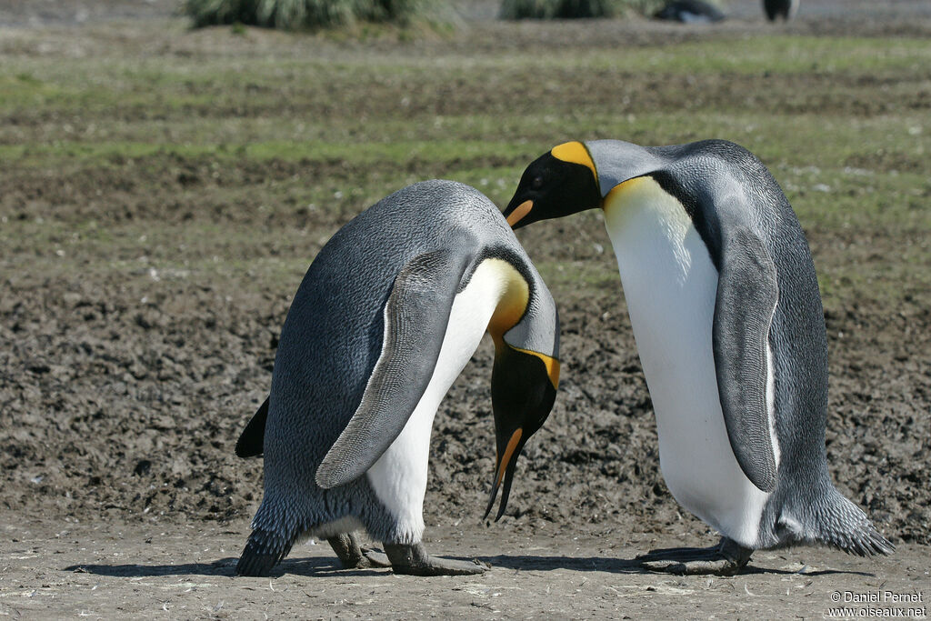 King Penguinadult, courting display