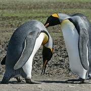 King Penguin