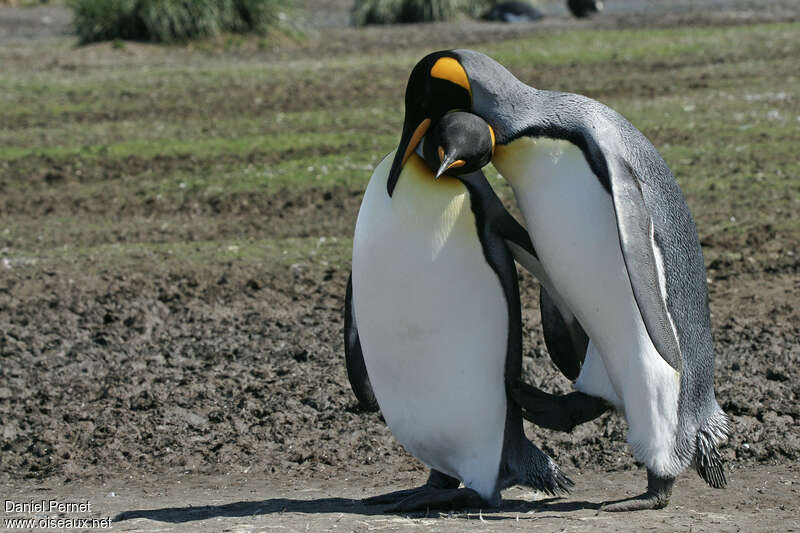 King Penguinadult breeding, courting display, Behaviour