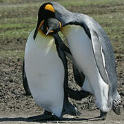 King Penguin