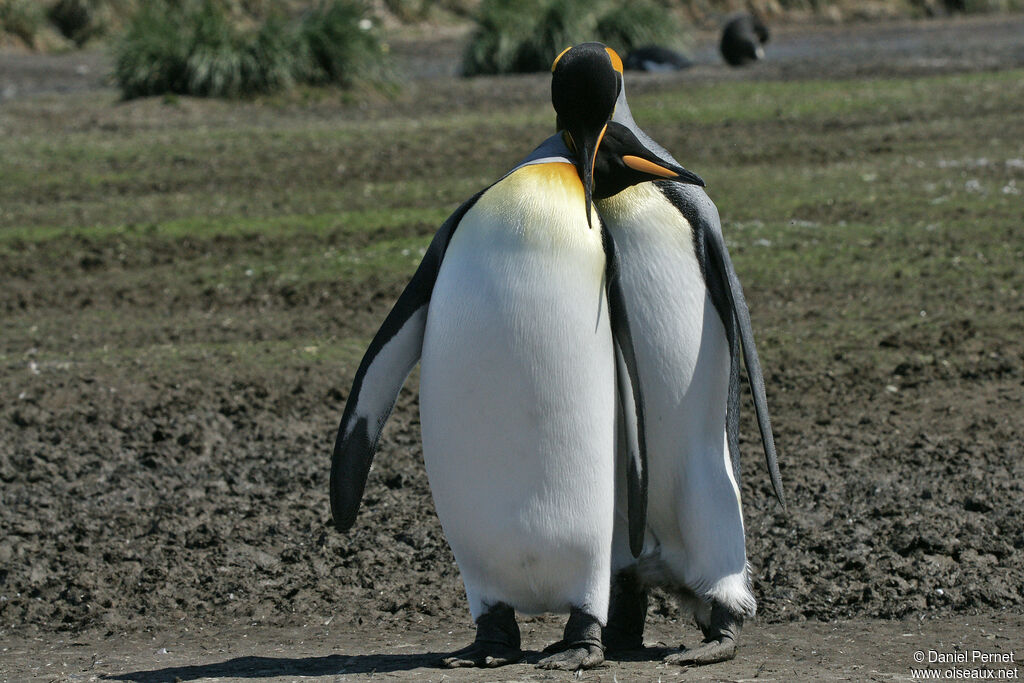 King Penguinadult, courting display