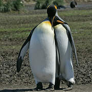 King Penguin