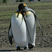 King Penguin