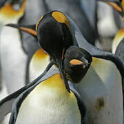 King Penguin