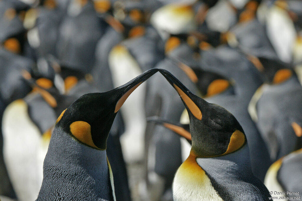 King Penguinadult, courting display