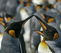 King Penguin