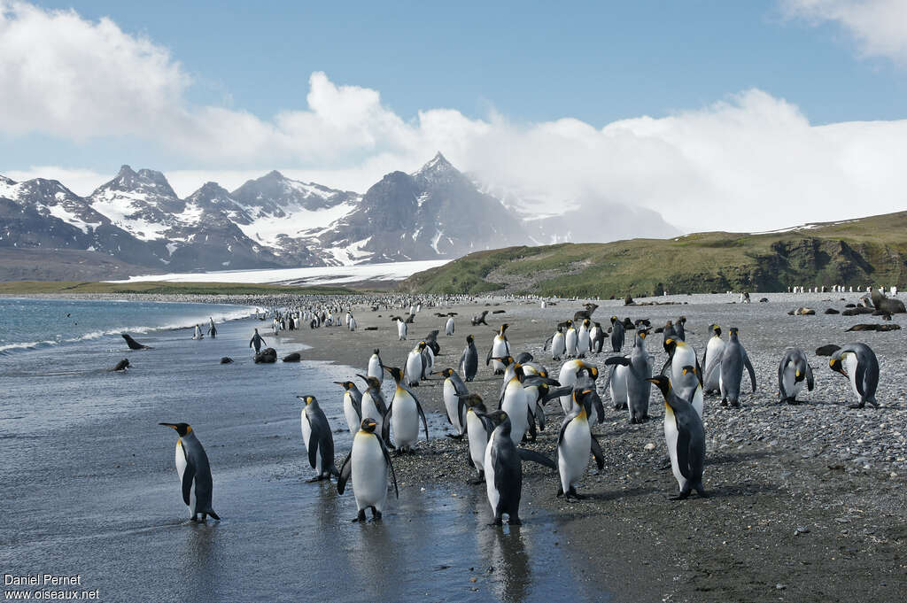 King Penguin, habitat