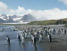 King Penguin