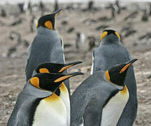 King Penguin