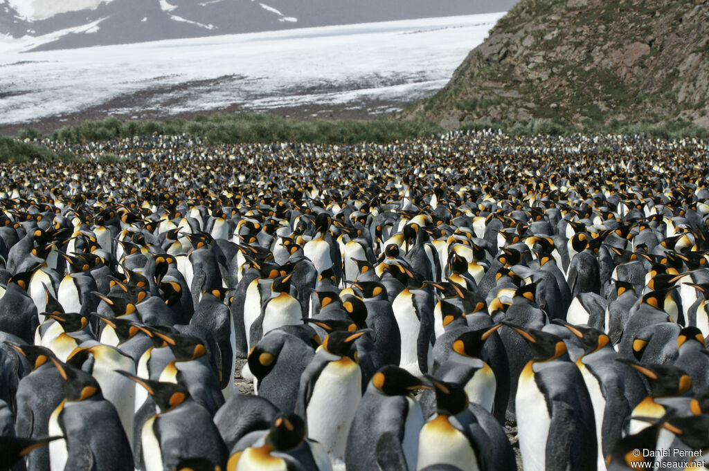 King Penguin, habitat