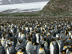 King Penguin