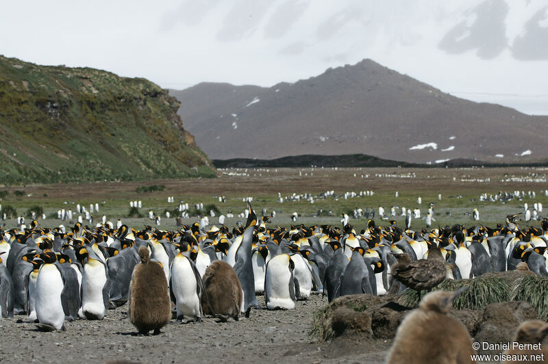 King Penguin, habitat