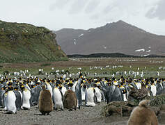 King Penguin