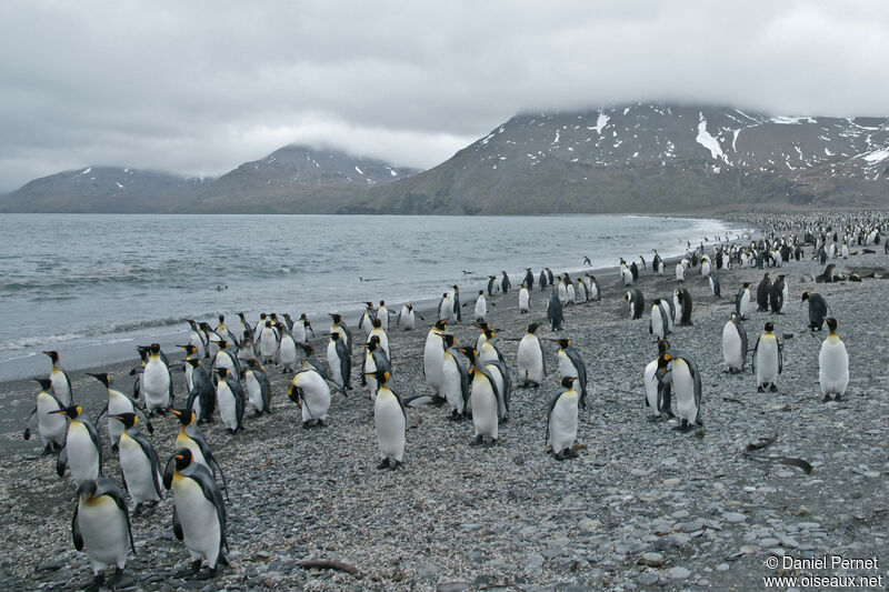 King Penguin, habitat, walking