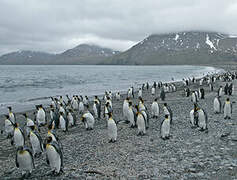 King Penguin