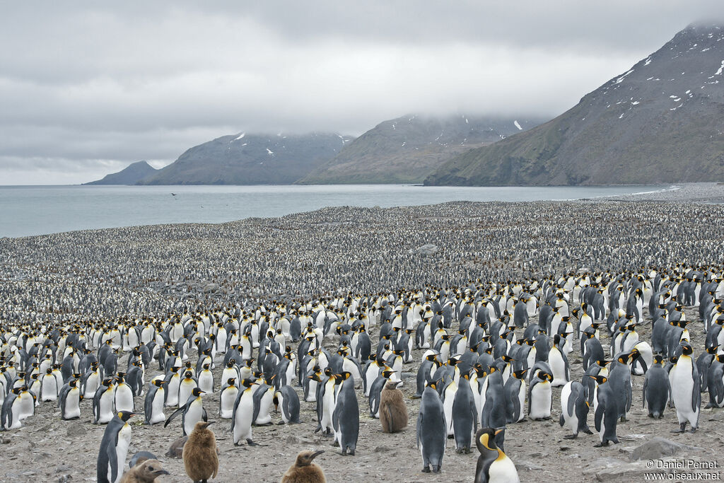 King Penguin, habitat