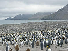 King Penguin