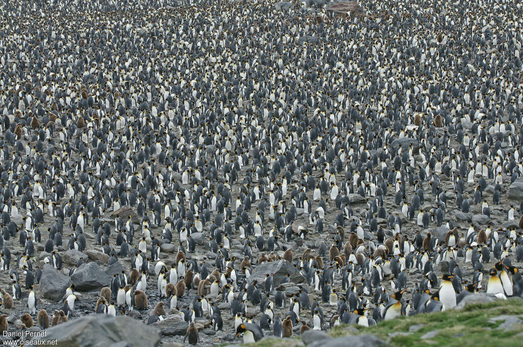 King Penguin, habitat, colonial reprod.