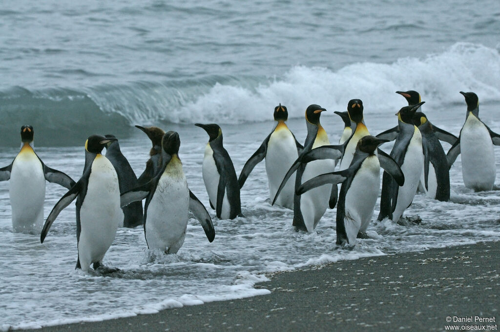 King Penguin, habitat, walking