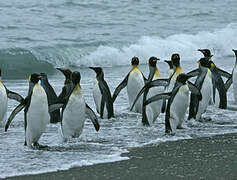 King Penguin