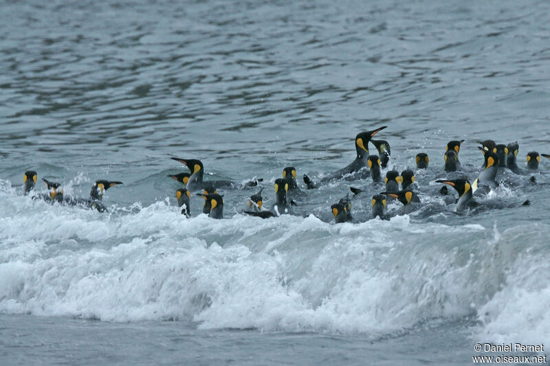 King Penguin, habitat, swimming